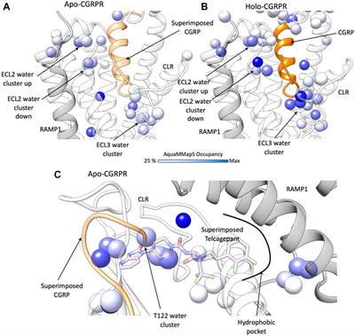 Frontiers | Exploring Ligand Binding To Calcitonin Gene-Related Peptide ...